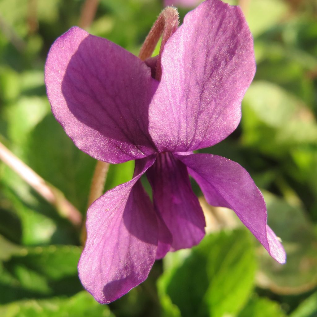 Violette odorante - Viola odorata Red Charm