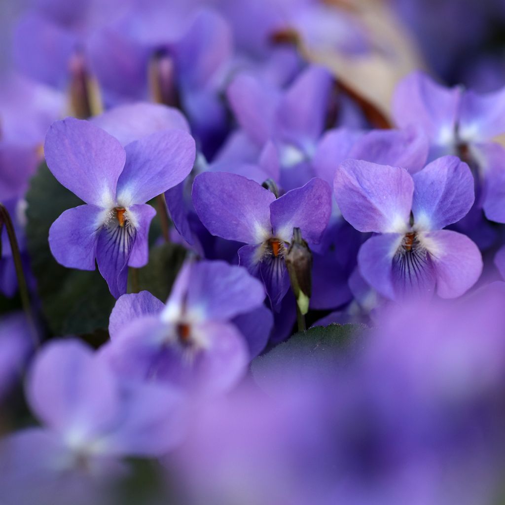 Violette odorante - Viola odorata