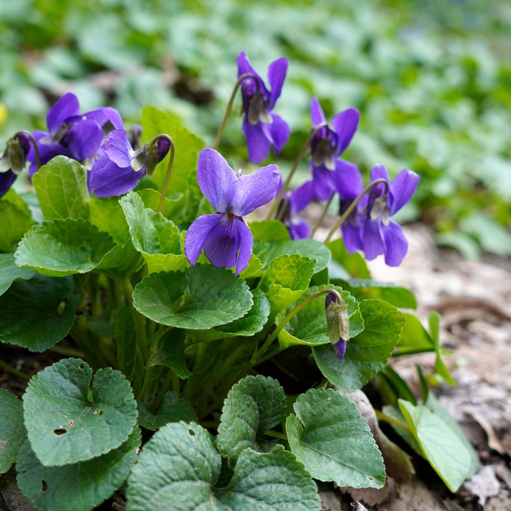 Violette odorante - Viola odorata