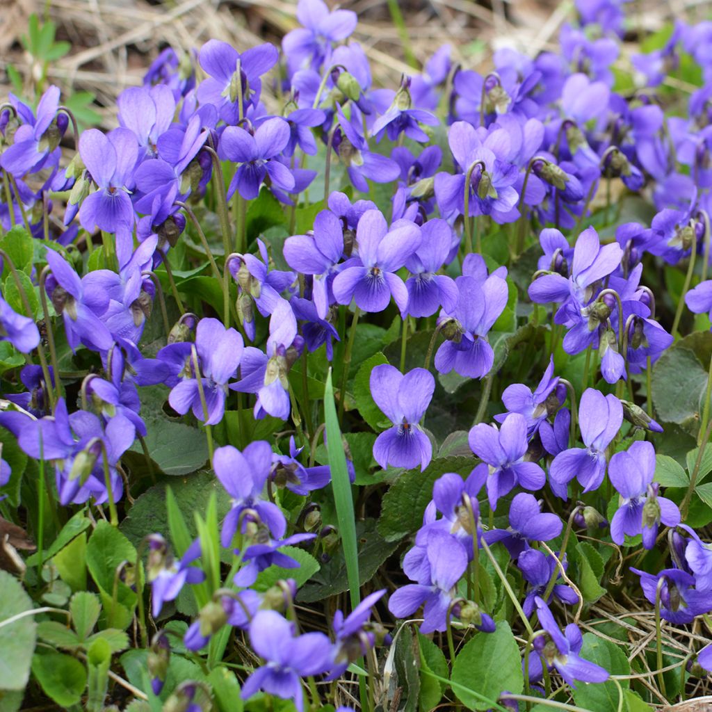 Violette odorante - Viola odorata