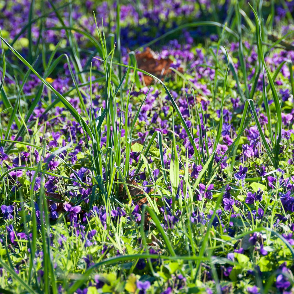 Violette odorante - Viola odorata