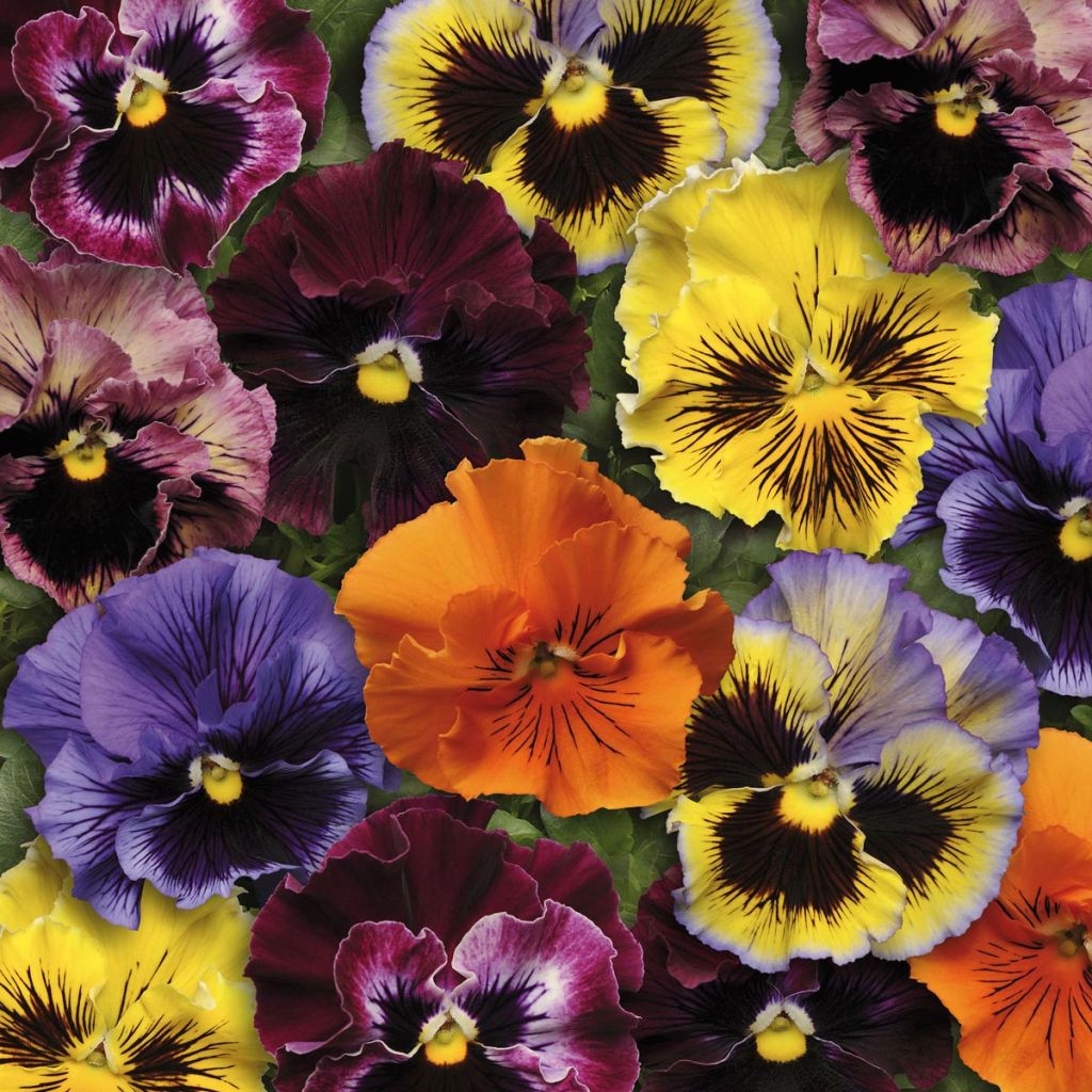 Pensée Frizzle Sizzle à fleurs ondulées en mélange - Viola wittrockiana F1 Frizzle Sizzle Mix
