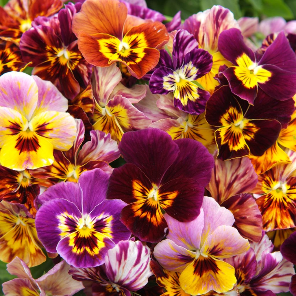 Graines de Viola Brush Strokes