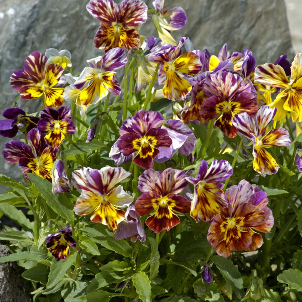 Graines de Viola Brush Strokes