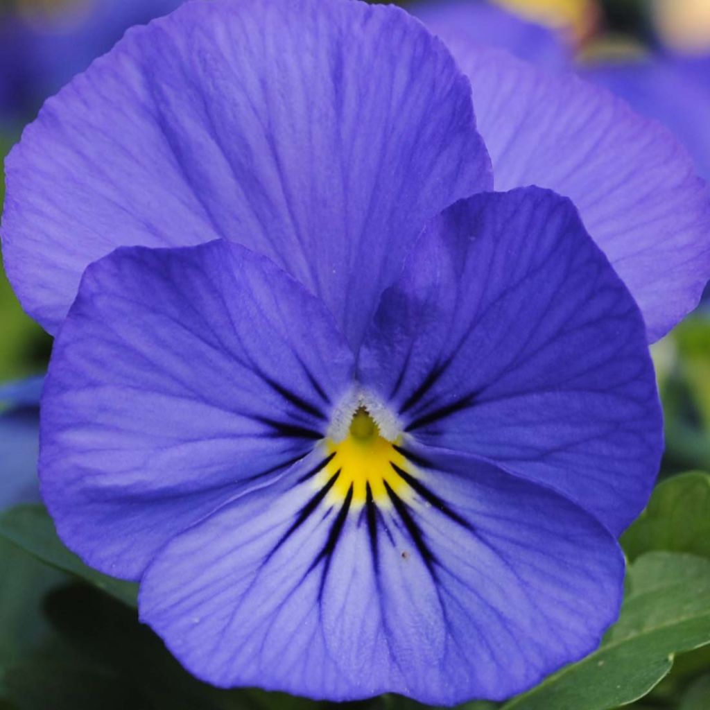 Violette cornue Sorbet XP True Blue Mini-motte - Viola cornuta