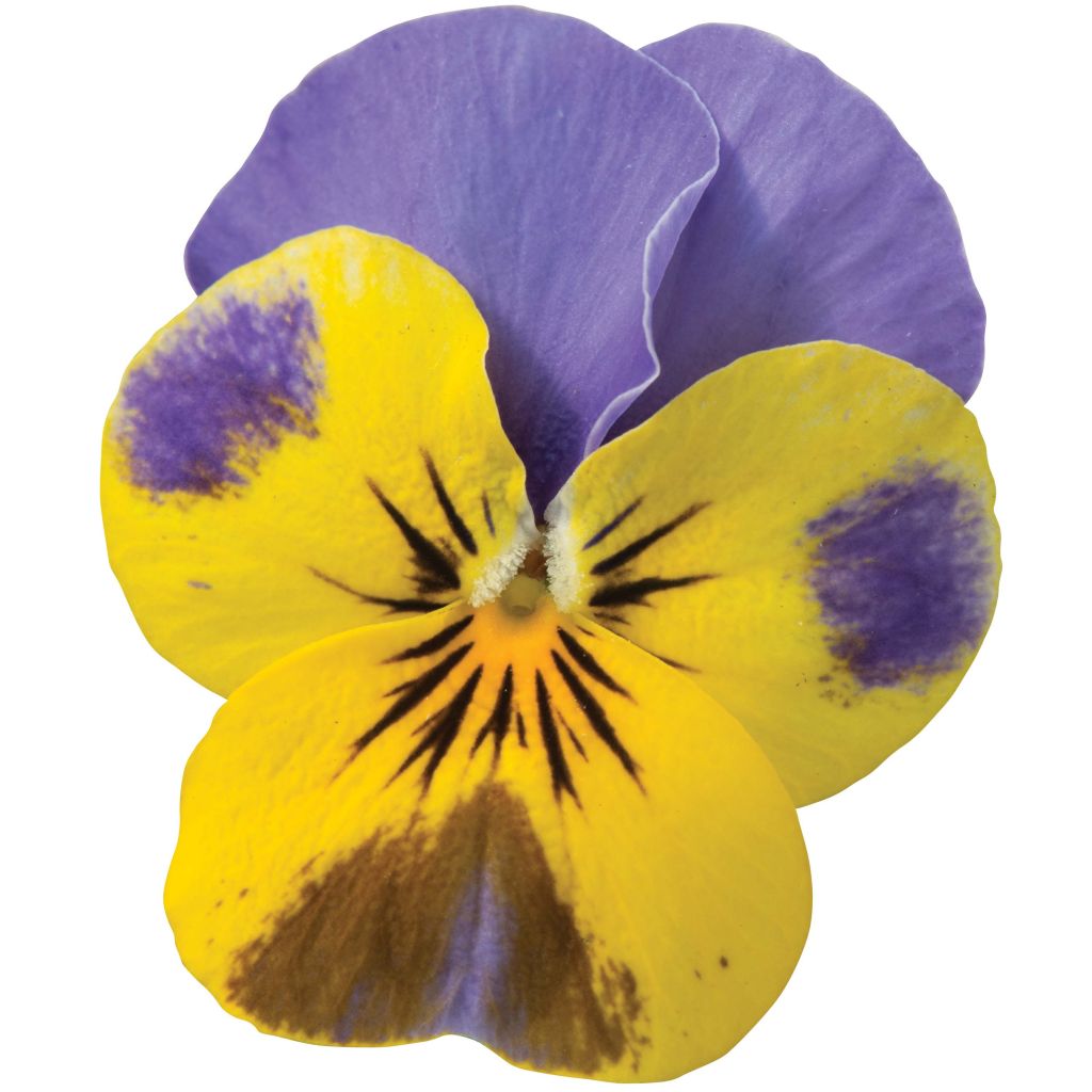 Violette cornue Sorbet XP Yellow Blue Jump-Up Mini-motte - Viola cornuta