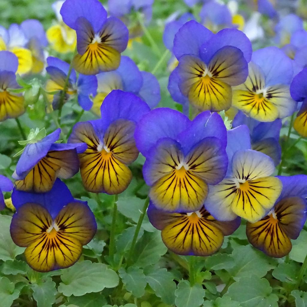 Violette cornue Sorbet Xp Morpho Mini-motte - Viola cornuta