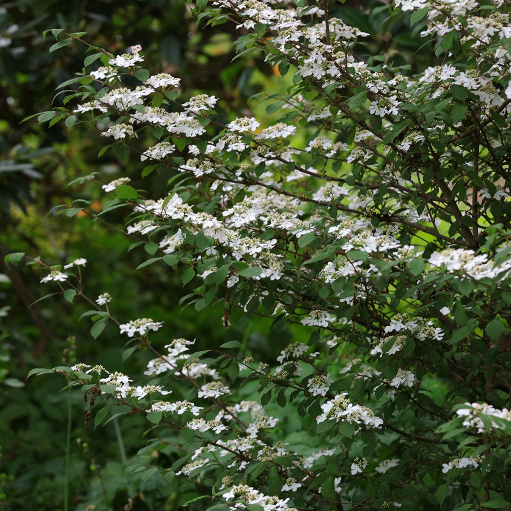 Viorne de Chine - Viburnum plicatum Kilimanjaro Sunrise