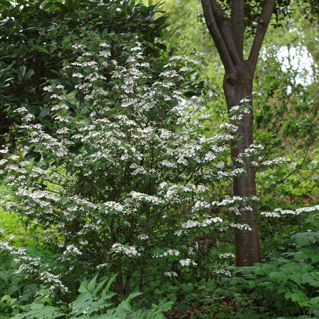 Viorne de Chine - Viburnum plicatum Kilimanjaro Sunrise