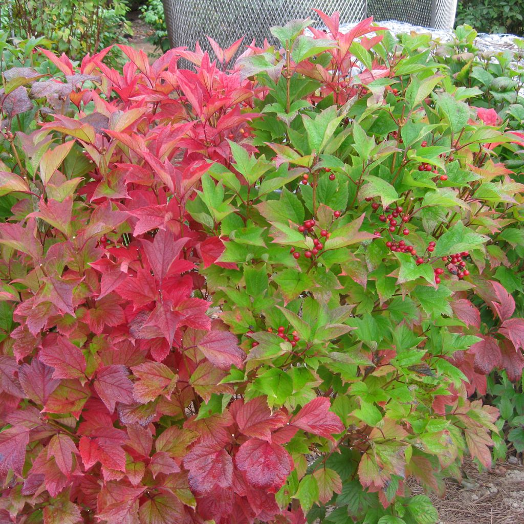 Viorne trilobée - Viburnum trilobum Spring Red Compact