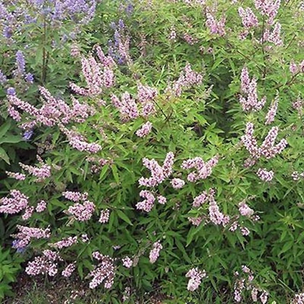 Vitex agnus-castus Pink Pinnacle