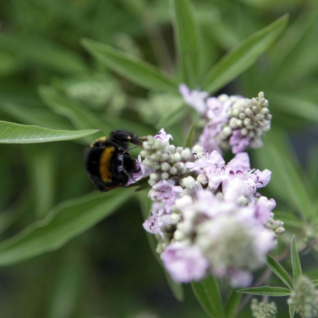 Vitex agnus-castus Pink Pinnacle