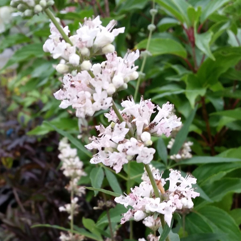 Vitex agnus-castus Albus - Gattilier blanc