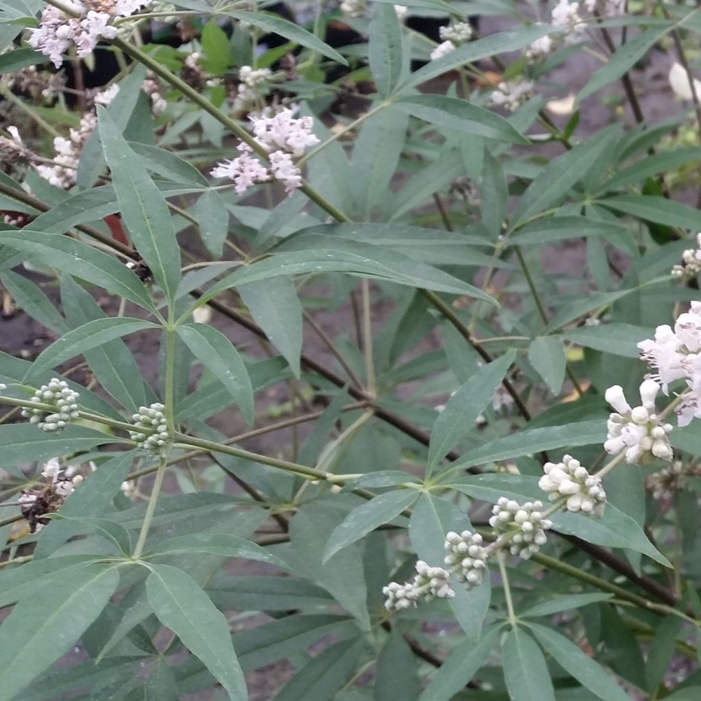 Vitex agnus-castus Albus - Gattilier blanc