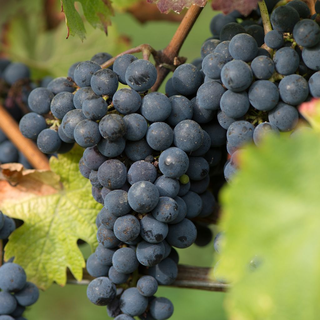 Vigne New York Muscat - Vitis vinifera 