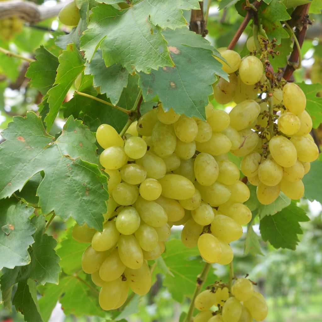 Vigne - Vitis vinifera Centennial Seedless