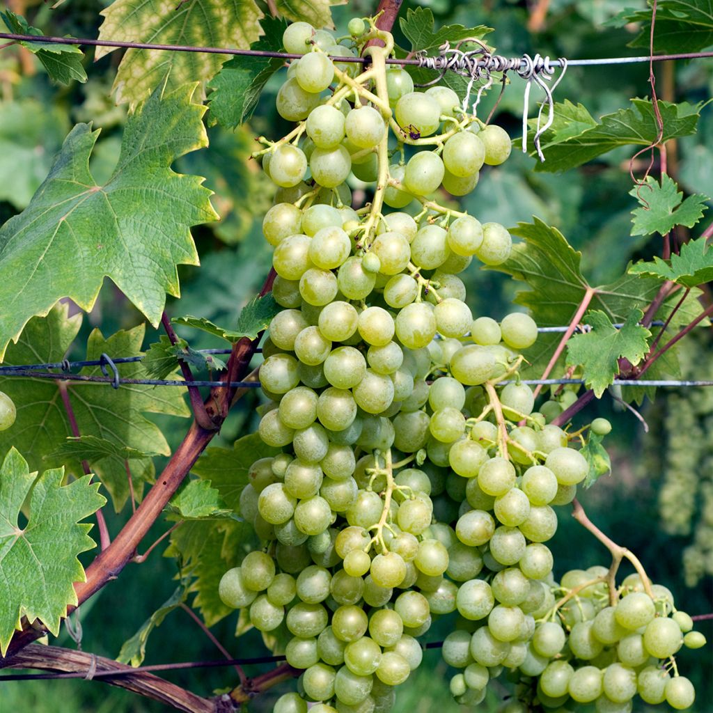 Vigne - Vitis vinifera Evita