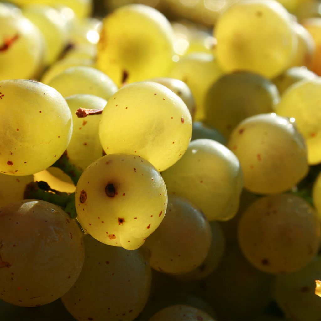 Vigne - Vitis vinifera Exalta