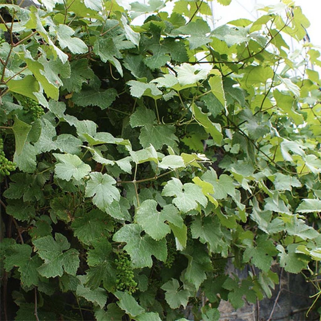 Vigne d'ornement - Vitis vinifera Incana