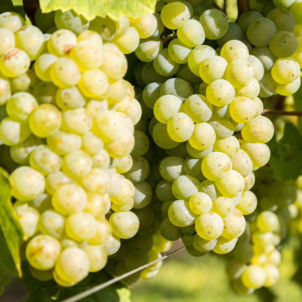 Vigne - Vitis vinifera Lakemont