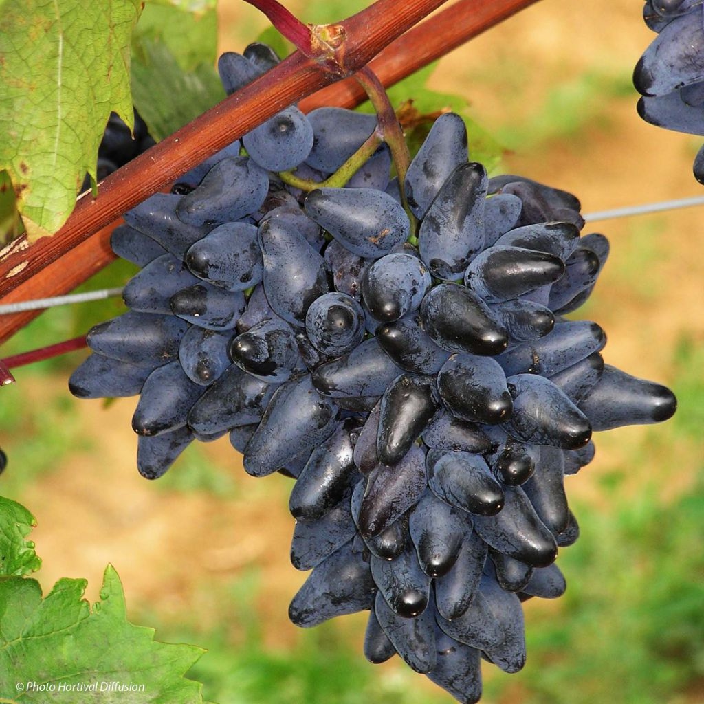 Vigne - Vitis vinifera Philipp
