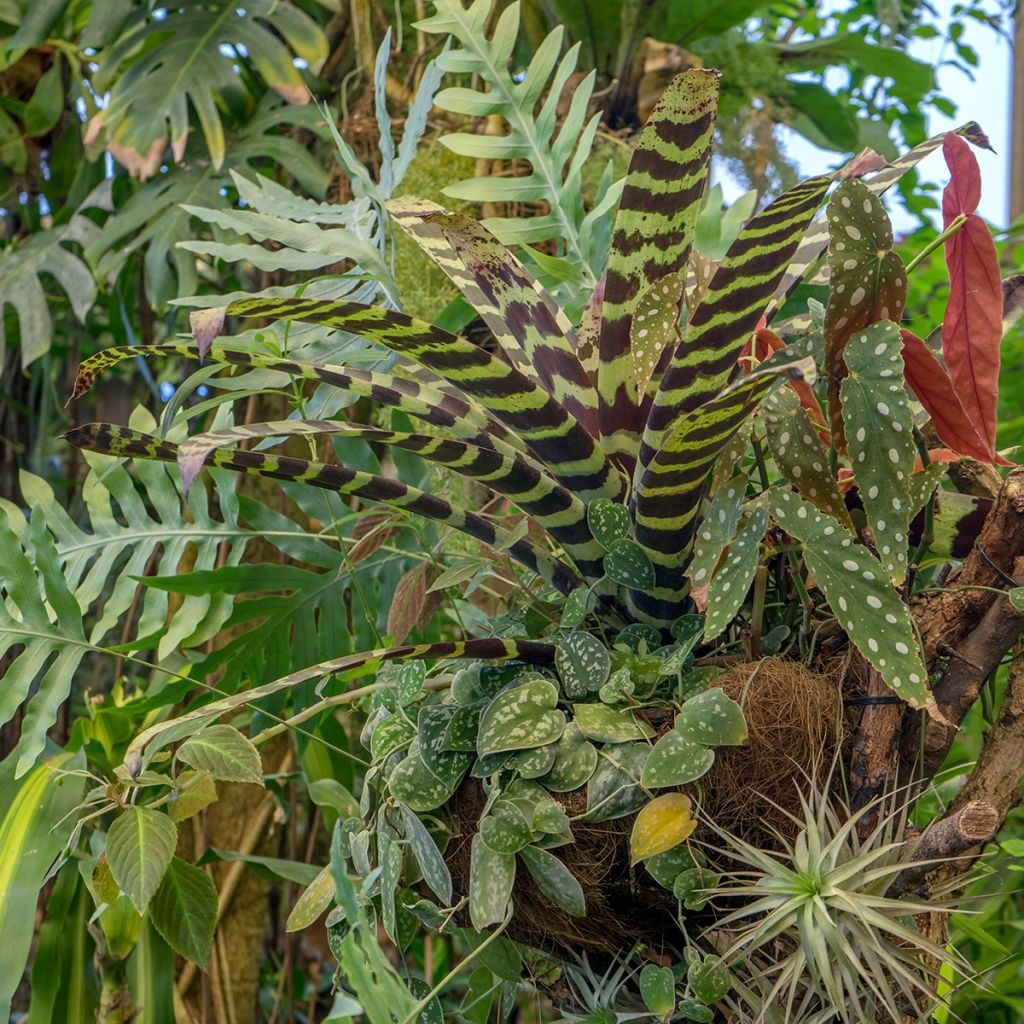 Vriesea Splendide