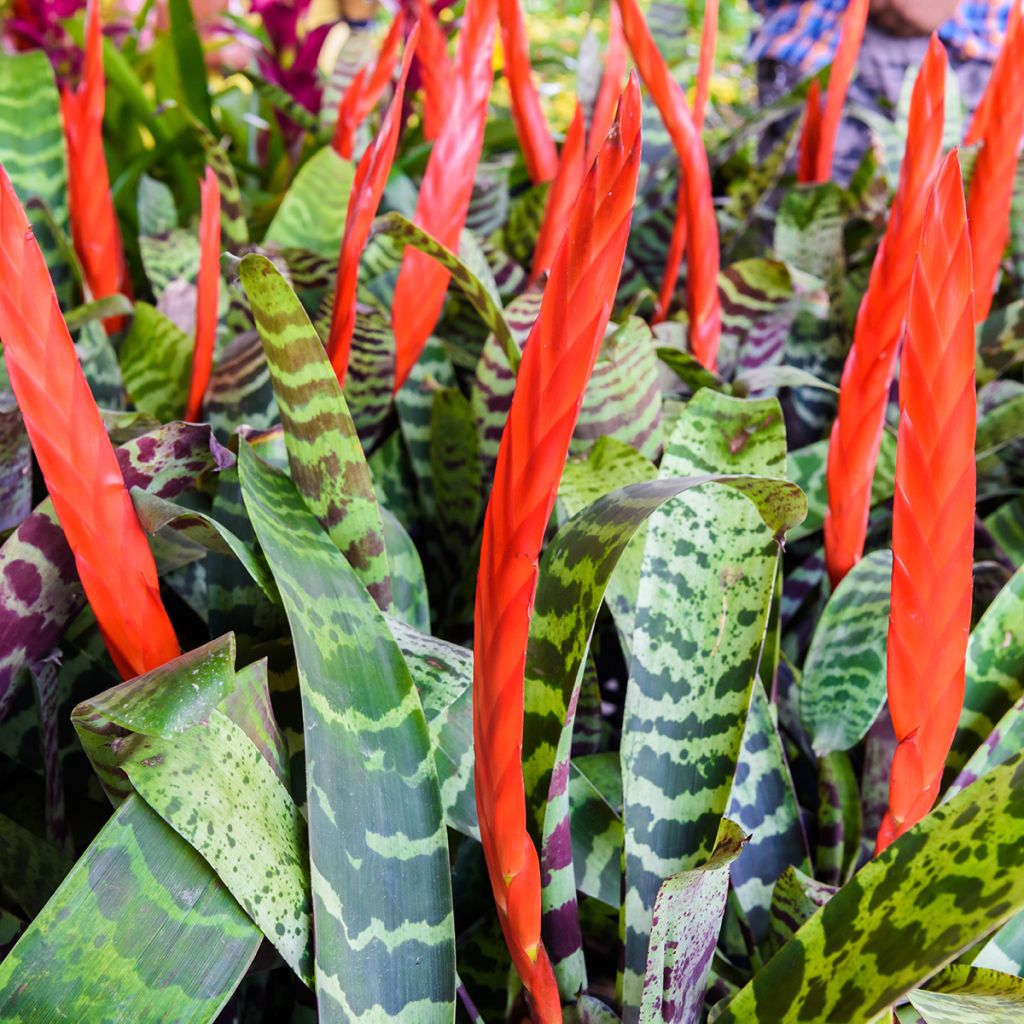 Vriesea Splendide