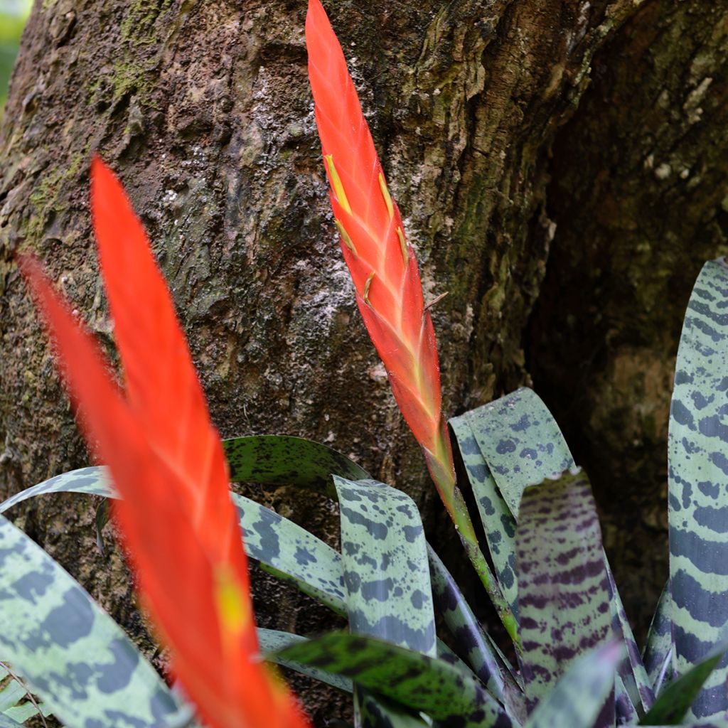 Vriesea Splendide