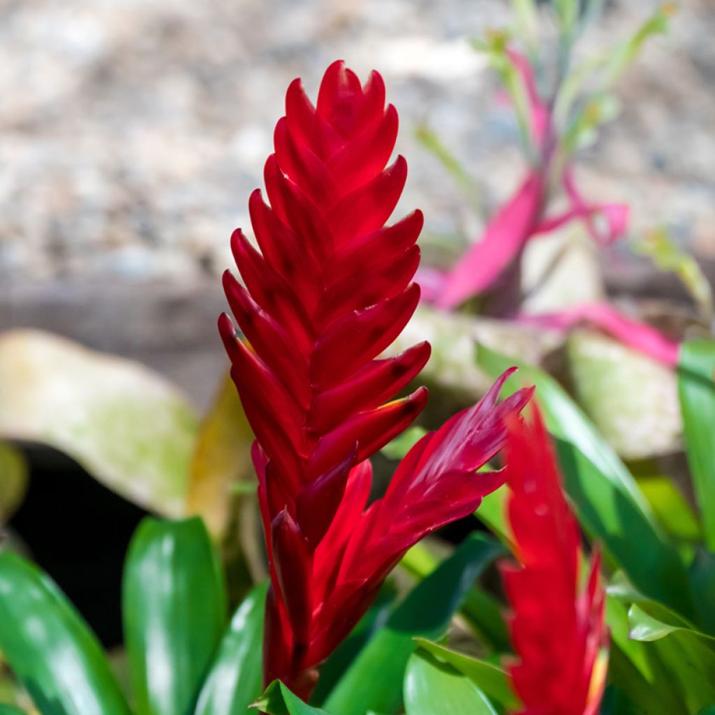Vriesea Christiane