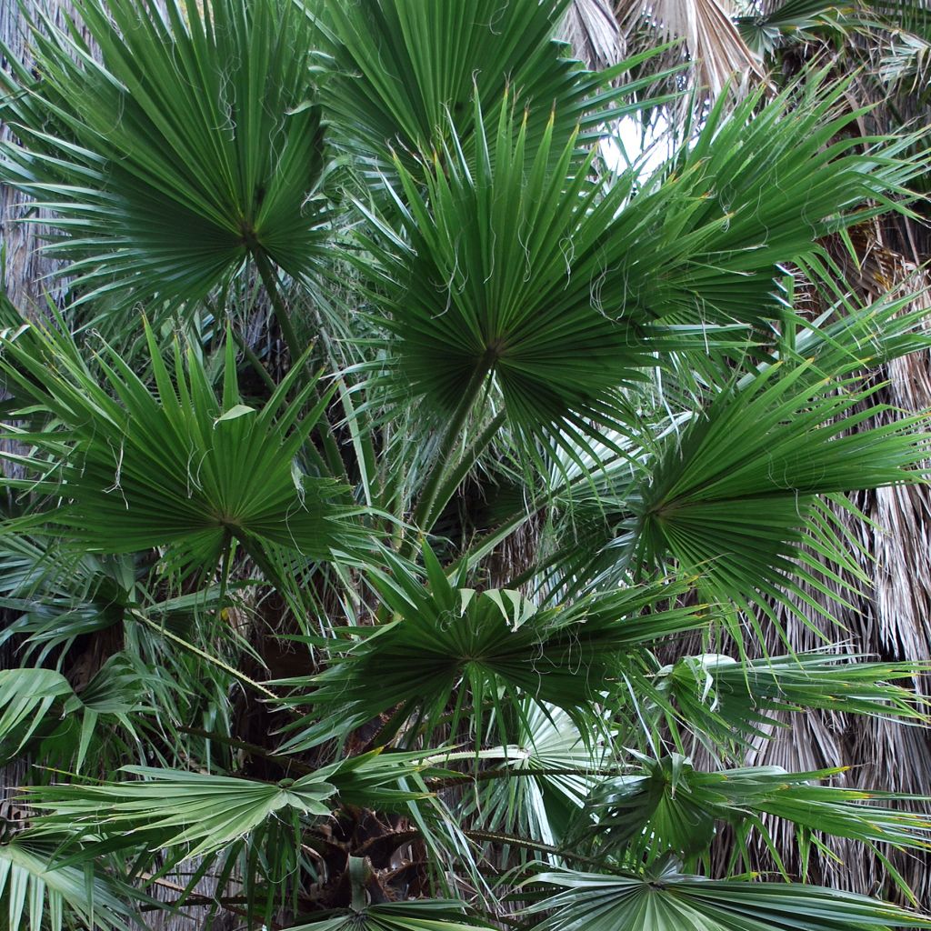 Washingtonia filifera - Palmier à jupon