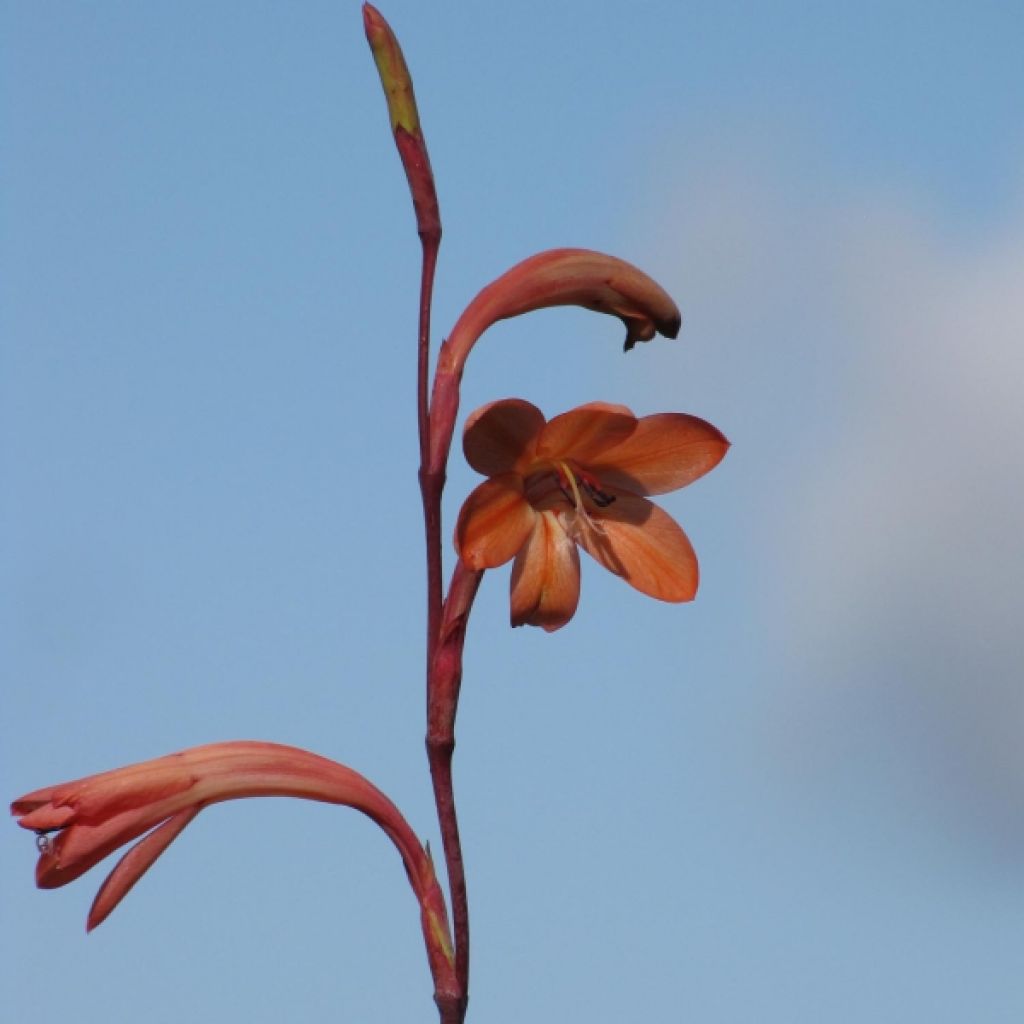 Watsonia meriana