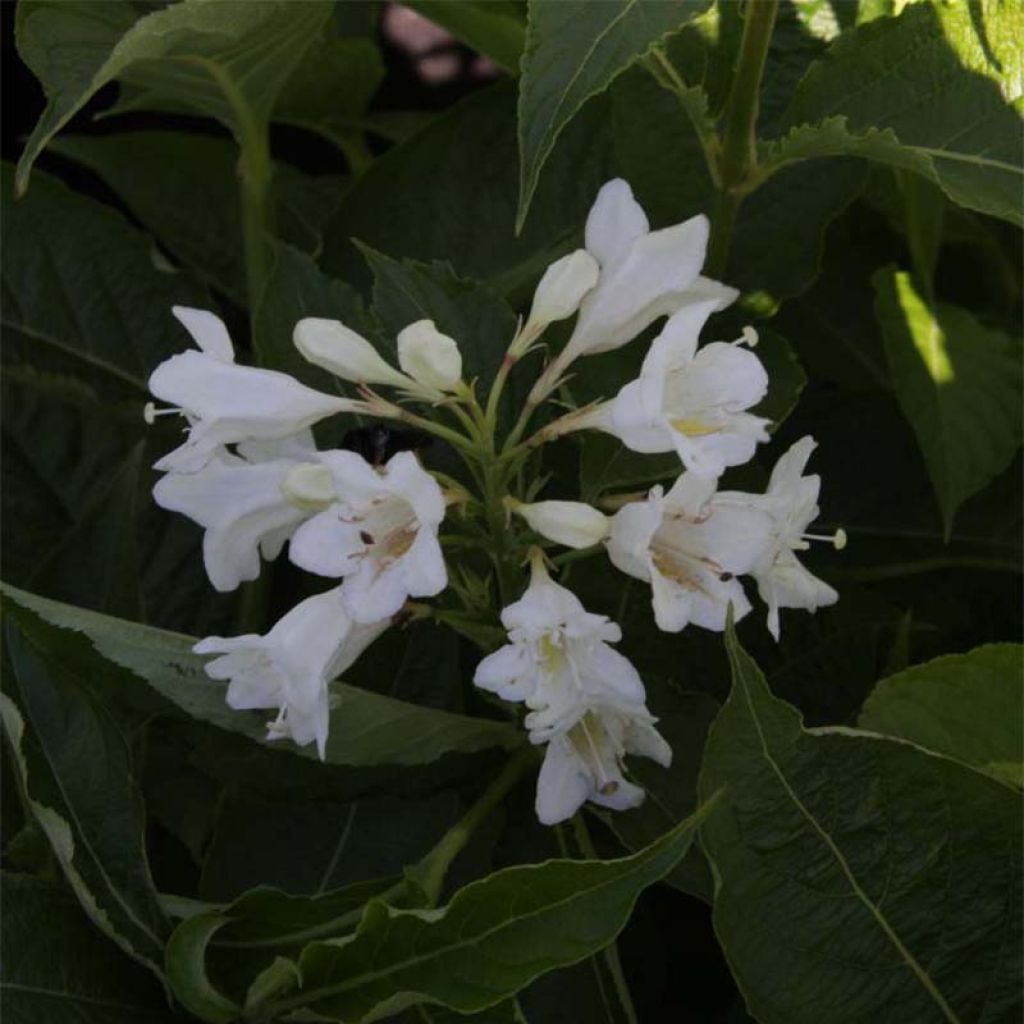 Weigela Candida - Weigélia