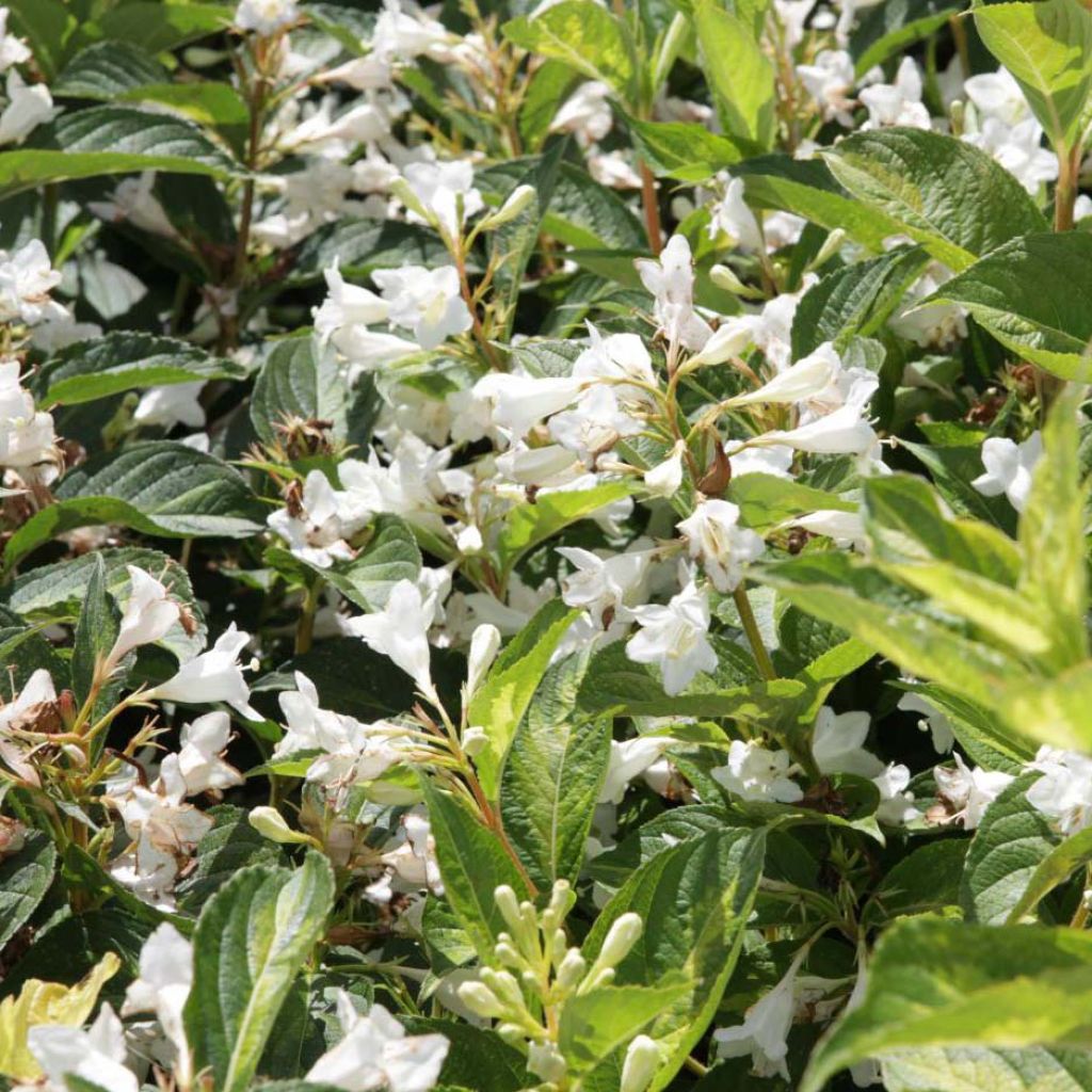 Weigela Milk and Honey ® - Weigélia panaché.