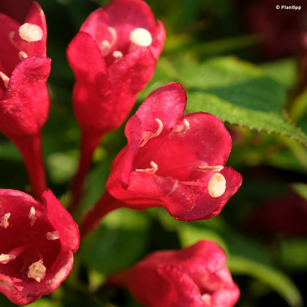 Weigela Picobella Rosso