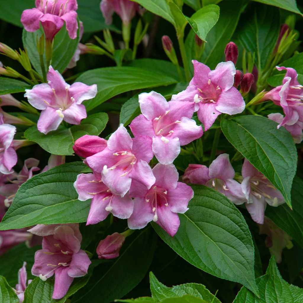 Weigela florida Korea