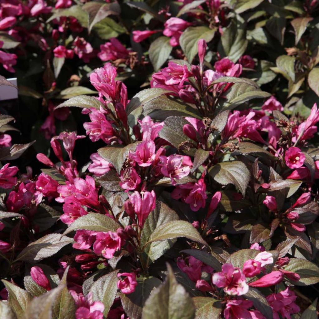 Weigela florida Minor Black ® - Weigélia pourpre nain