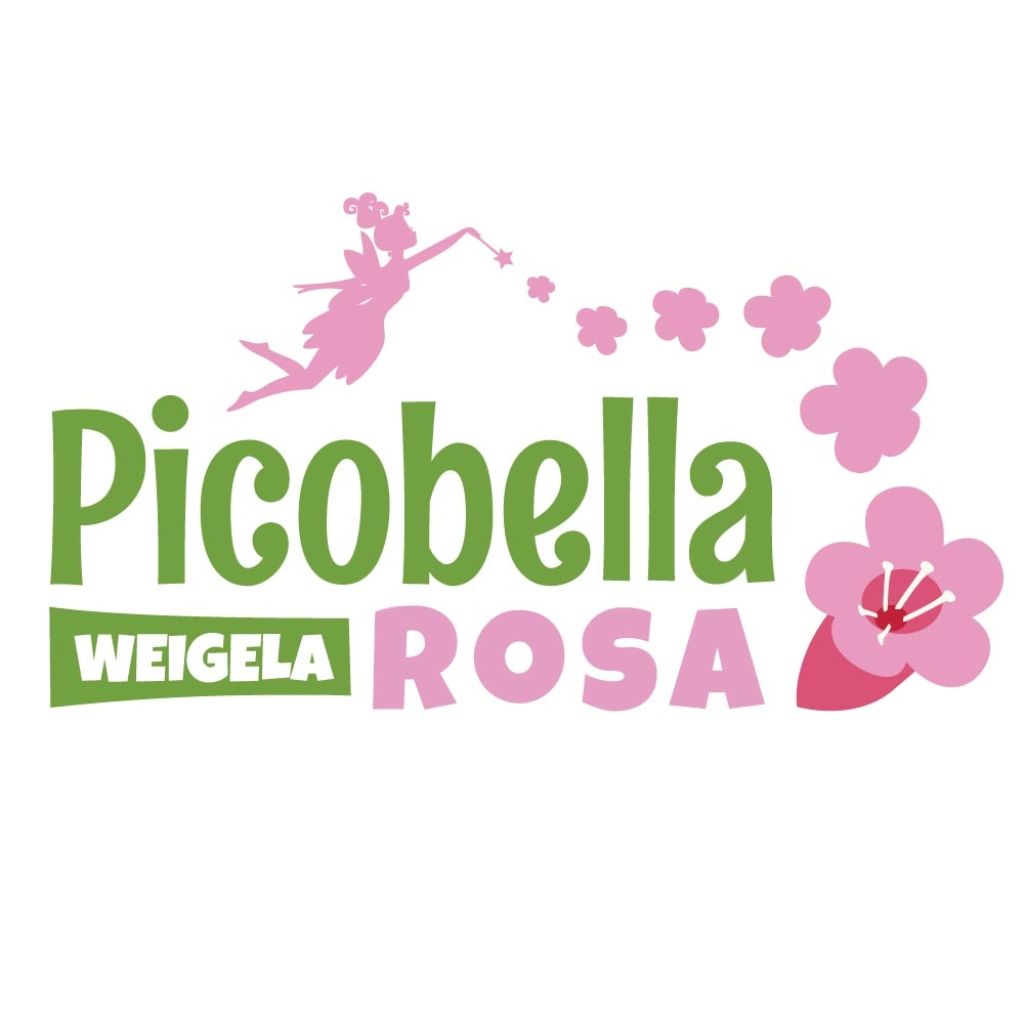 Weigela florida Picobella Rosa - Weigélia nain 
