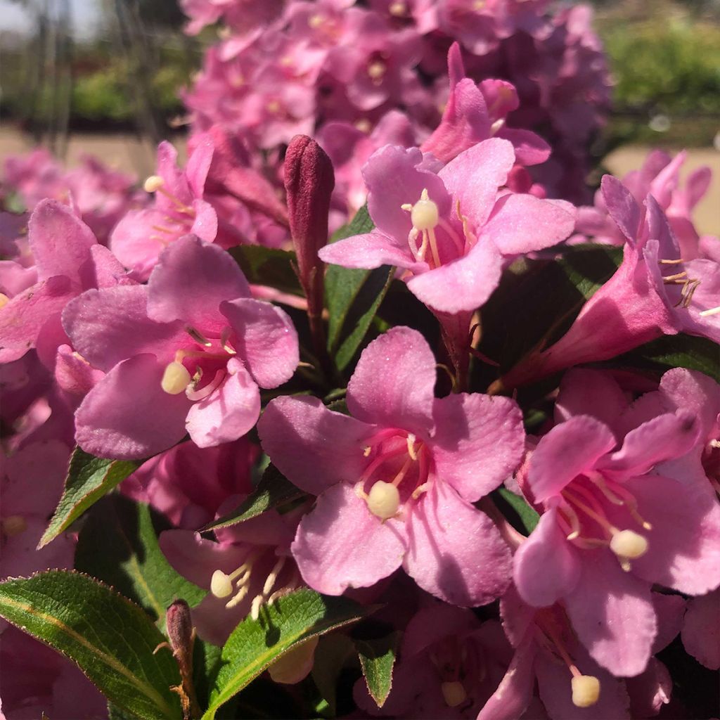 Weigela florida Pink Poppet