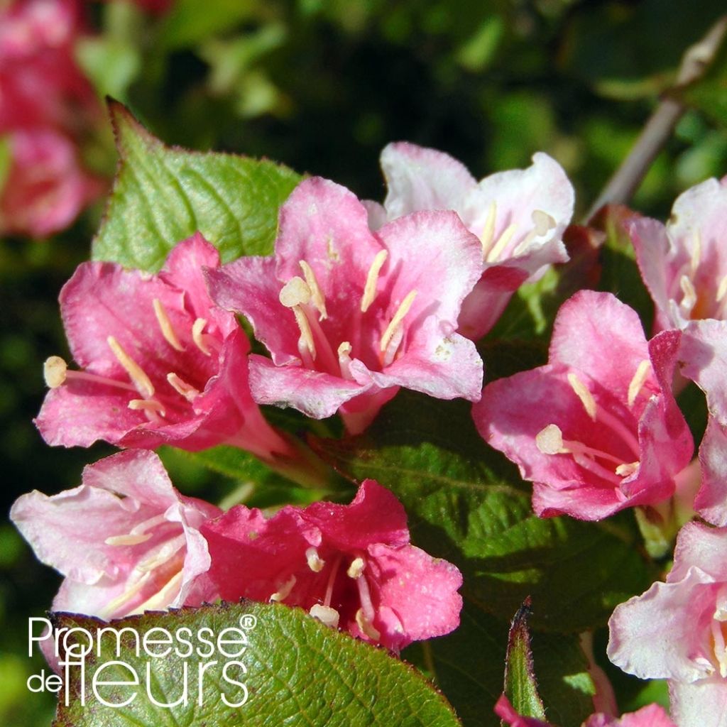 Weigela hybride Carnaval