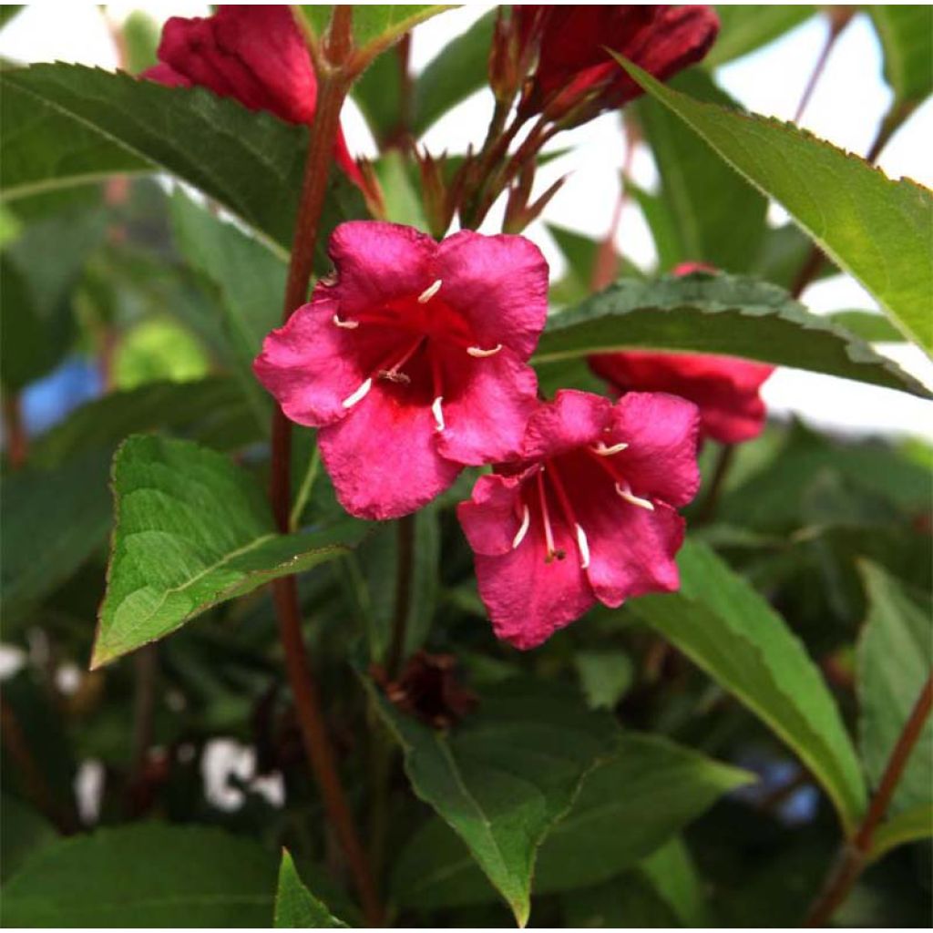 Weigela hybride Red Prince - Weigélia