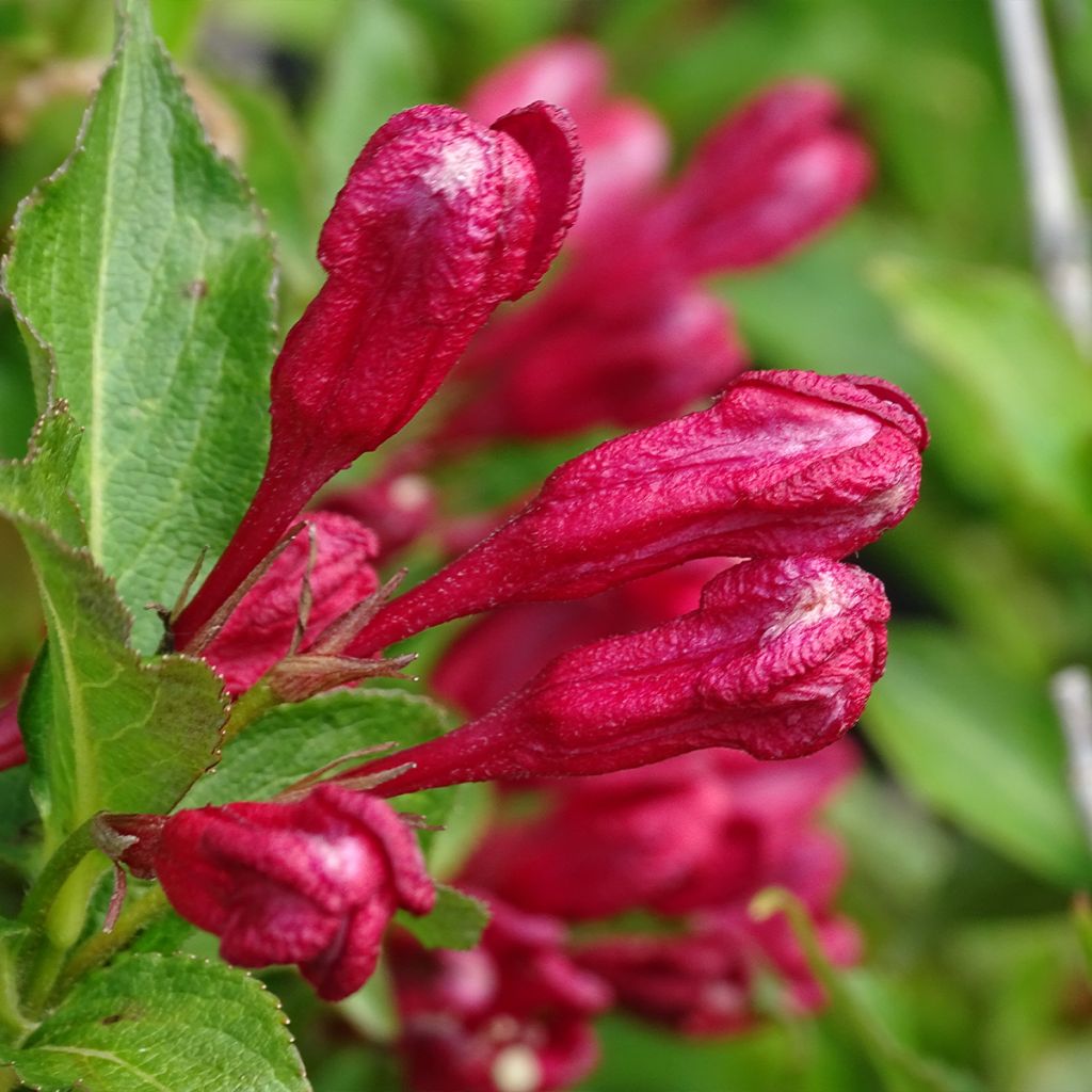 Weigela hybride Red Prince