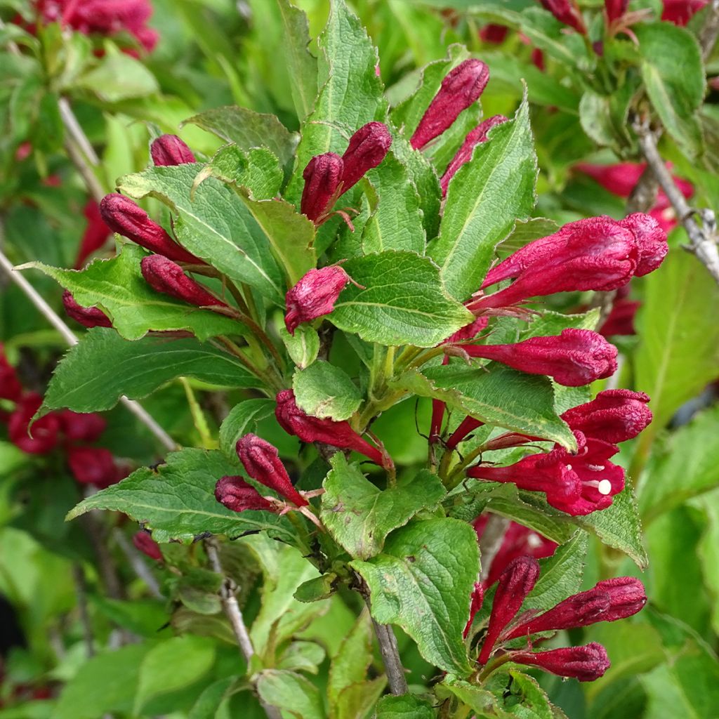 Weigela hybride Red Prince