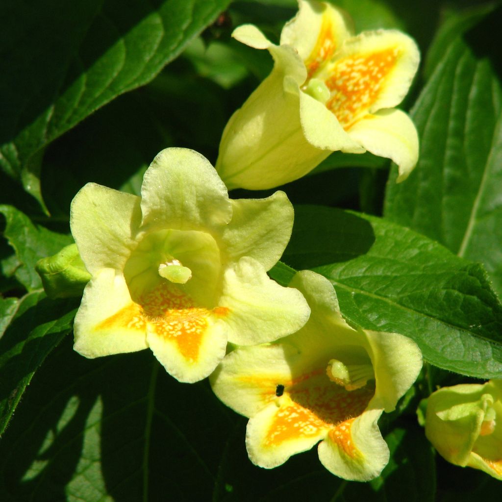 Weigela middendorffiana - Weigelia de middendorf