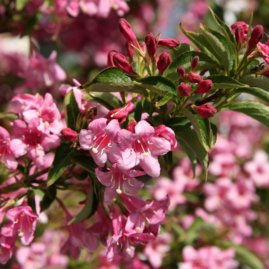 Weigela Stelzneri