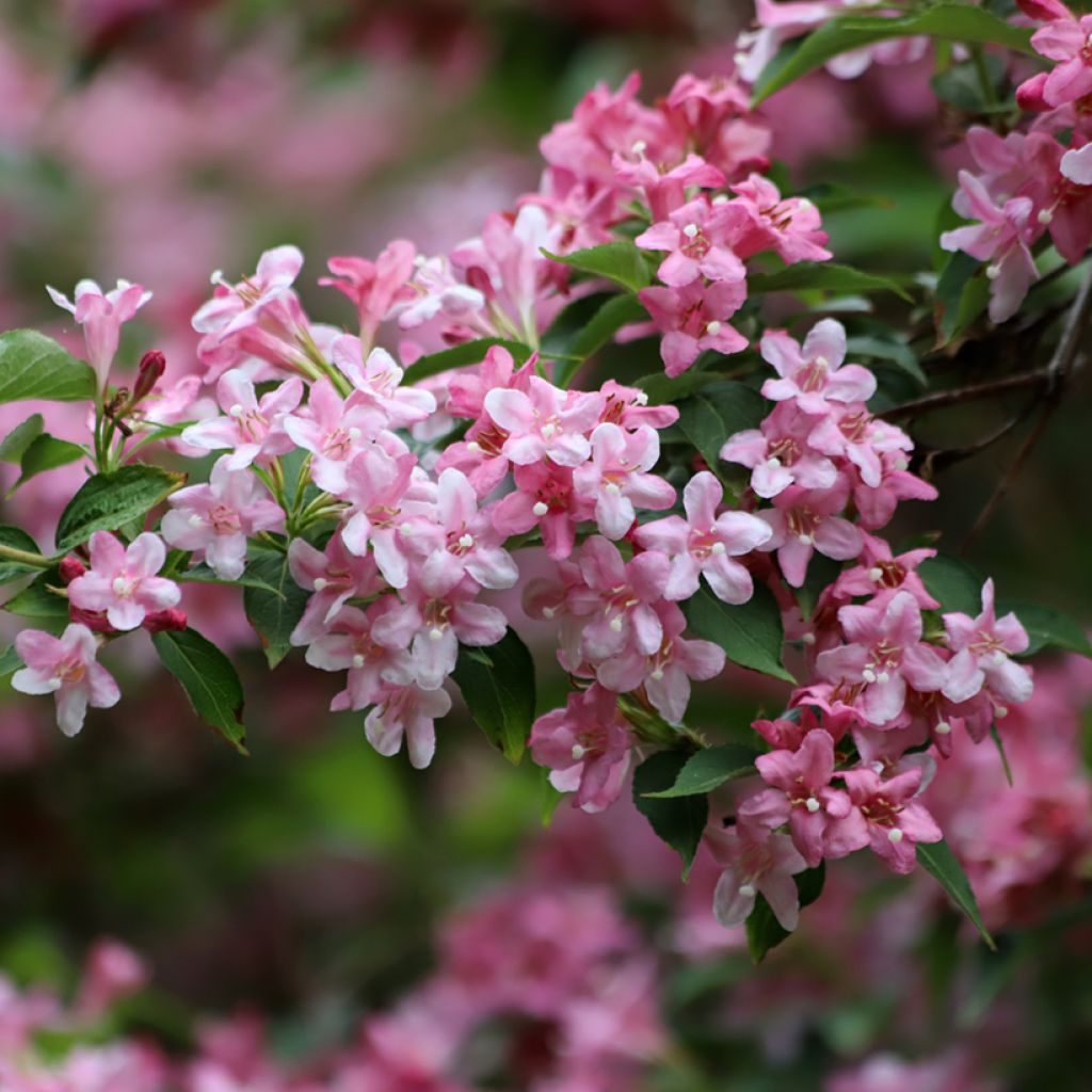 Weigela florida Rosea - Weigélia