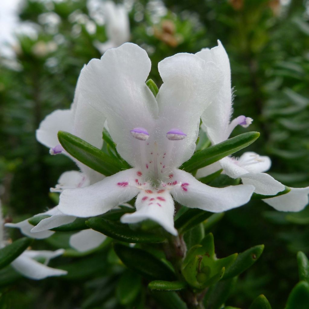 Westringia fruticosa fruticosa Blanc - Romarin d'Australie
