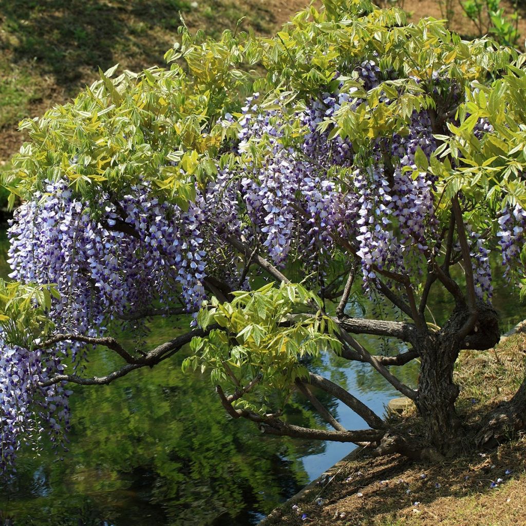 Glycine du Japon - Wisteria floribunda