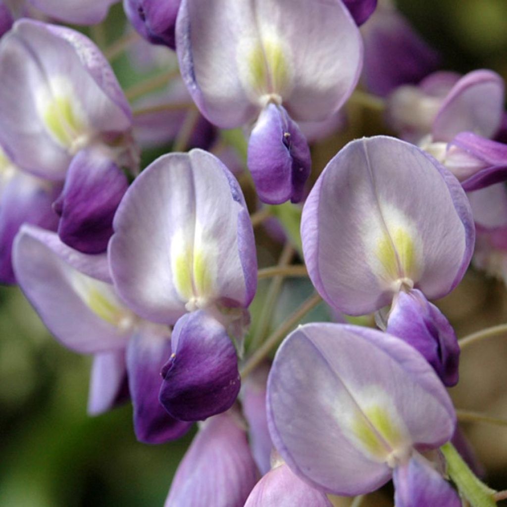 Glycine du Japon - Wisteria floribunda 