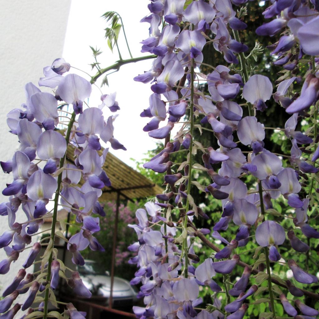 Glycine du Japon - Wisteria floribunda 