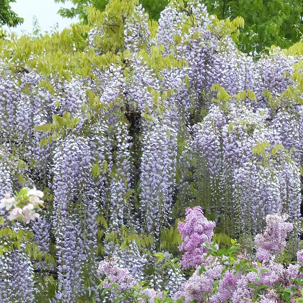 Glycine japonaise - Wisteria floribunda Macrobotrys De Belder